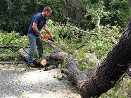 Best Arborist Consultation Services  in Big Bear Lake, CA