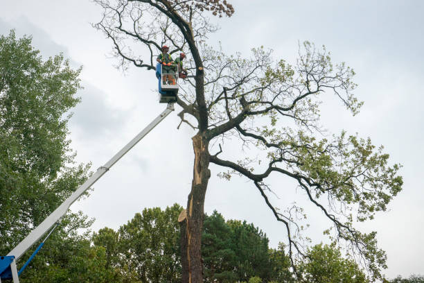 Best Tree Removal  in Big Bear Lake, CA