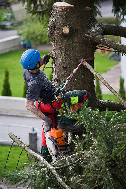 Best Tree Cabling and Bracing  in Big Bear Lake, CA