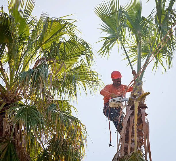 Best Commercial Tree Services  in Big Bear Lake, CA