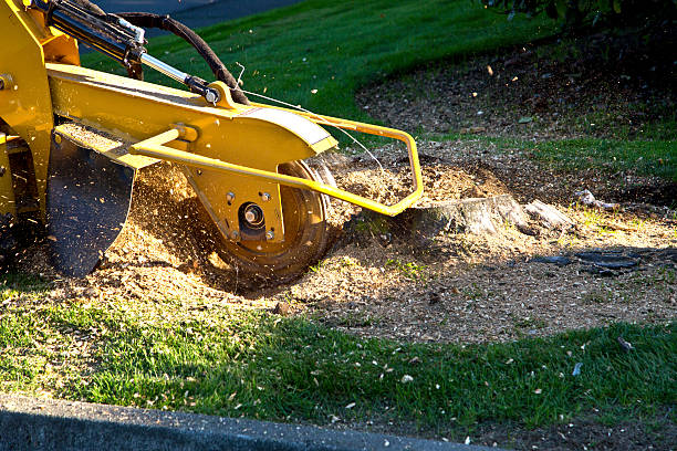 Best Hedge Trimming  in Big Bear Lake, CA