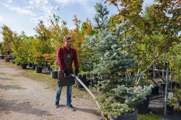 Best Fruit Tree Pruning  in Big Bear Lake, CA