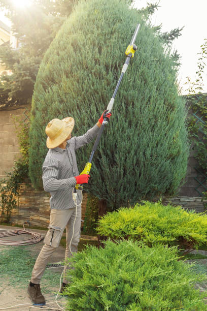 Best Sod Installation  in Big Bear Lake, CA