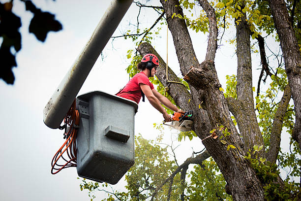 Best Leaf Removal  in Big Bear Lake, CA