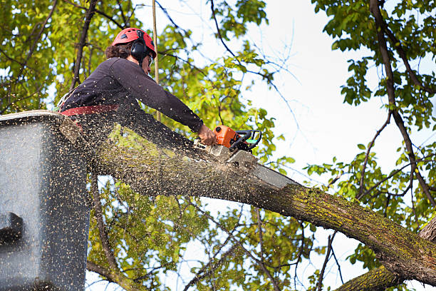 Best Tree Trimming and Pruning  in Big Bear Lake, CA