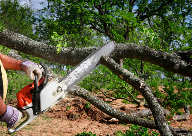 How Our Tree Care Process Works  in  Big Bear Lake, CA